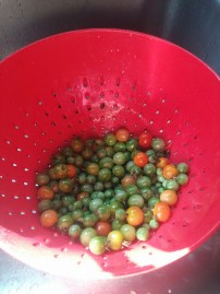 gr cherry tomatoes