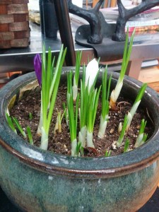 indoor-crocuses
